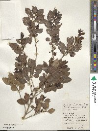 Ligustrum liukiuense image