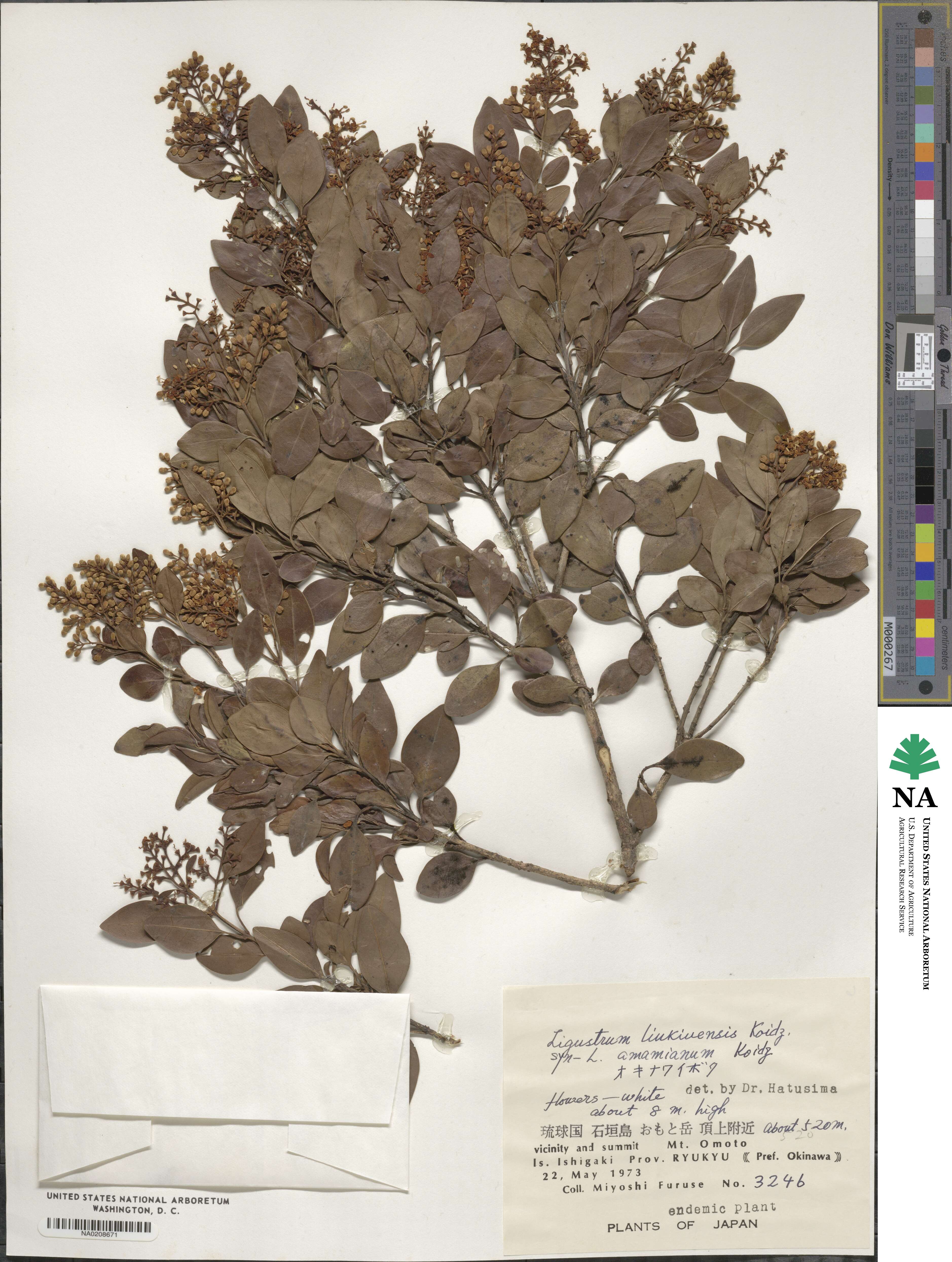 Ligustrum liukiuense image