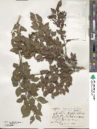 Ligustrum liukiuense image