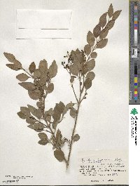 Ligustrum liukiuense image