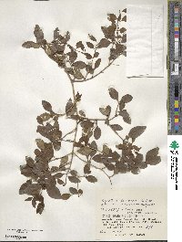 Ligustrum liukiuense image