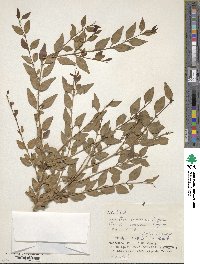 Ligustrum liukiuense image