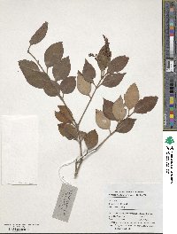 Ligustrum lucidum image