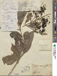 Ligustrum lucidum image