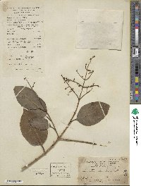 Ligustrum lucidum image