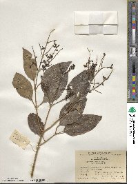 Ligustrum lucidum image