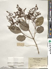 Ligustrum lucidum image