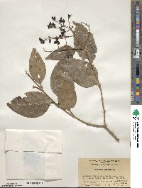 Ligustrum lucidum image