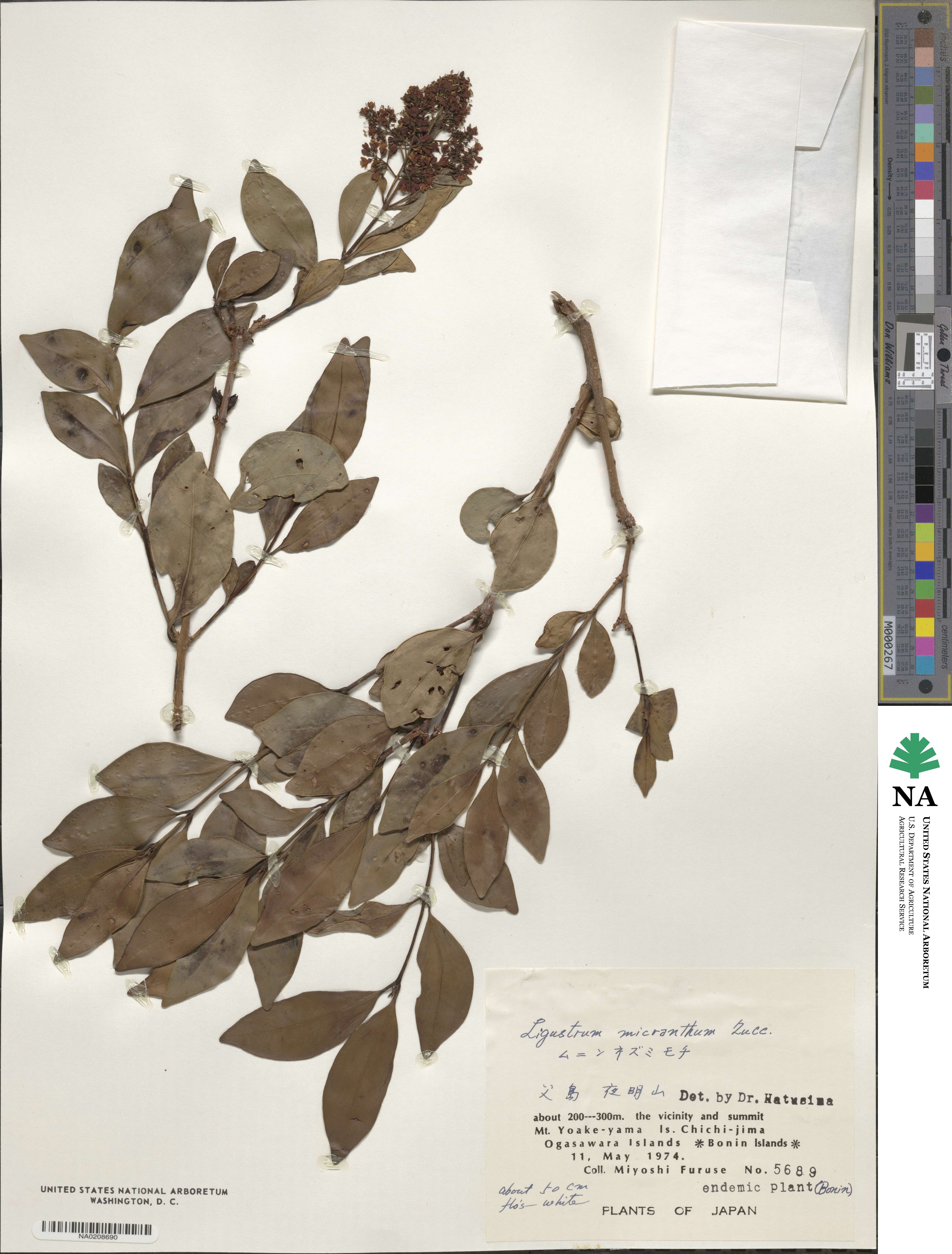 Ligustrum micranthum image