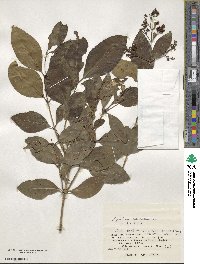 Ligustrum micranthum image