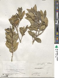 Ligustrum micranthum image