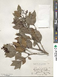 Ligustrum micranthum image