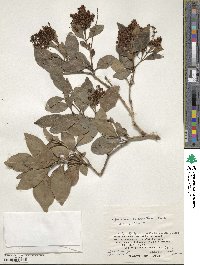 Ligustrum micranthum image