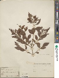 Ligustrum ovalifolium image