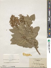 Ligustrum ovalifolium image