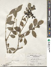 Ligustrum ovalifolium var. pacificum image