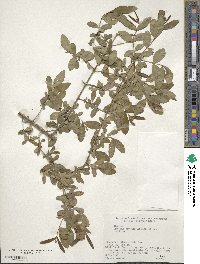 Ligustrum obtusifolium image