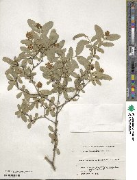 Ligustrum obtusifolium image