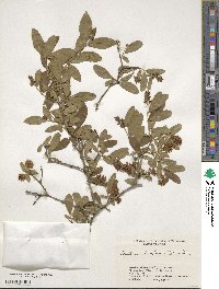 Ligustrum obtusifolium image