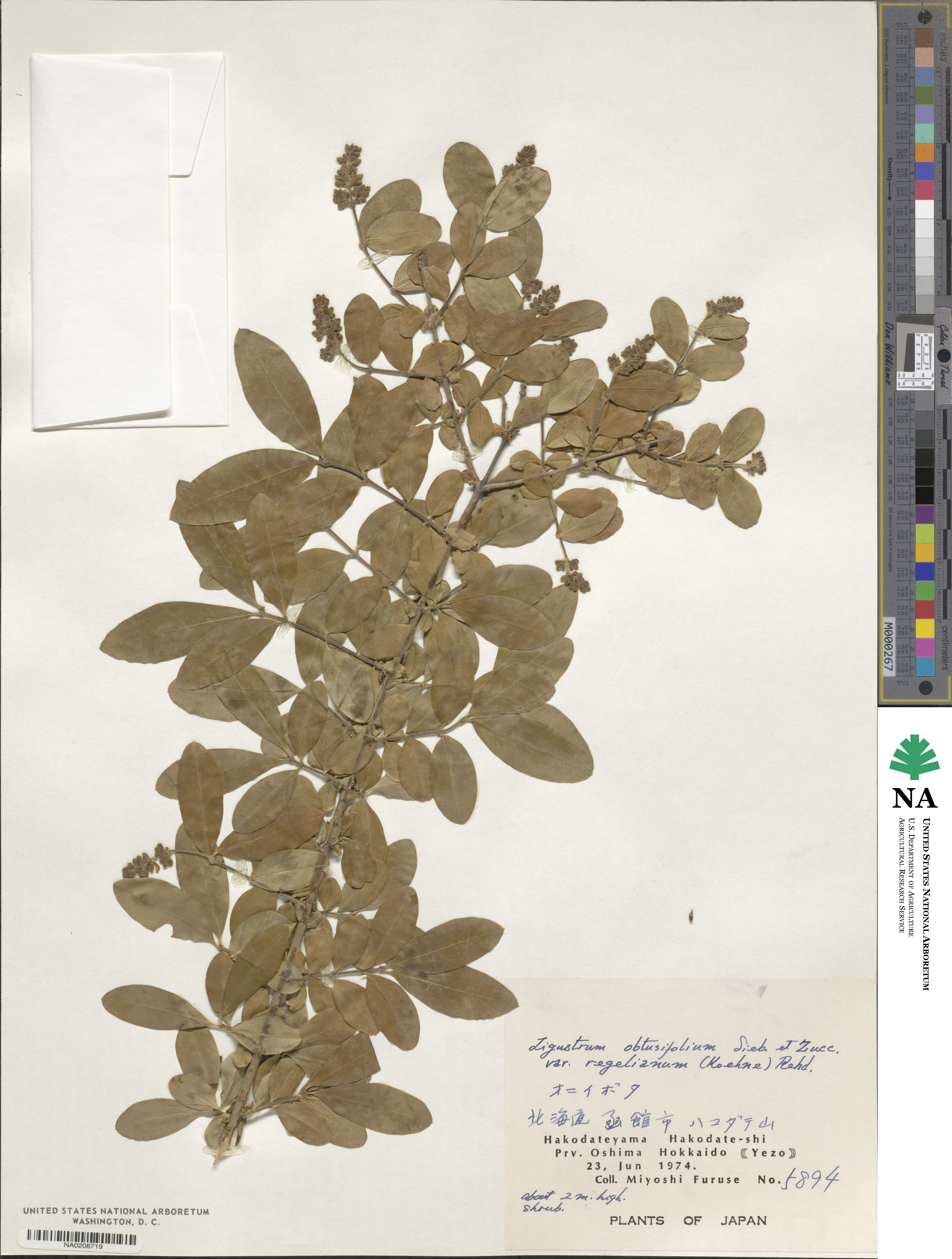 Ligustrum obtusifolium image