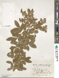 Ligustrum obtusifolium image