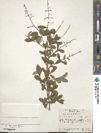 Ligustrum quihoui image