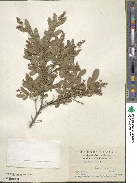 Ligustrum quihoui image