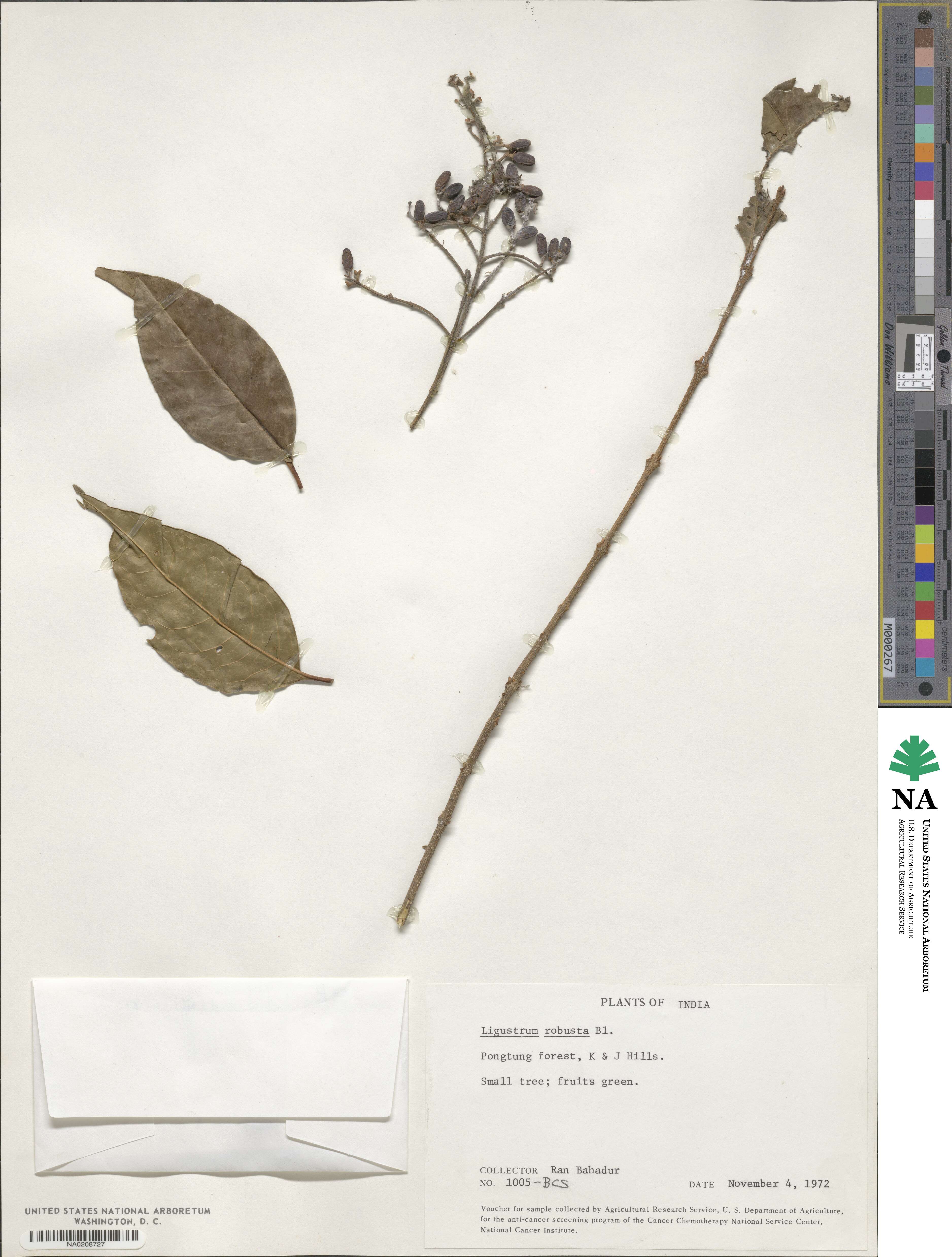 Ligustrum robustum image