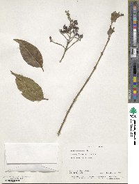 Ligustrum robustum image