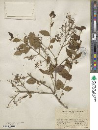 Ligustrum sinense image