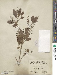 Ligustrum sinense image