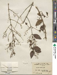 Ligustrum sinense image