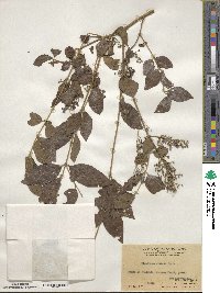 Ligustrum sinense image