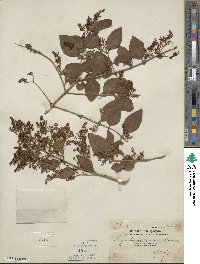 Ligustrum sinense image