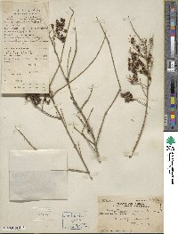 Ligustrum sinense image