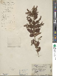 Ligustrum sinense image