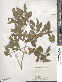 Ligustrum tschonoskii image