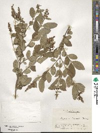 Ligustrum tschonoskii image