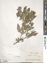 Ligustrum tschonoskii image