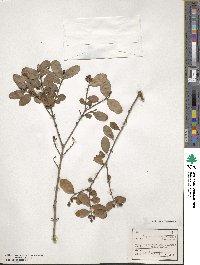 Ligustrum tschonoskii image