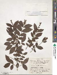 Ligustrum tschonoskii image