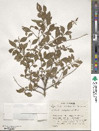 Ligustrum tschonoskii image