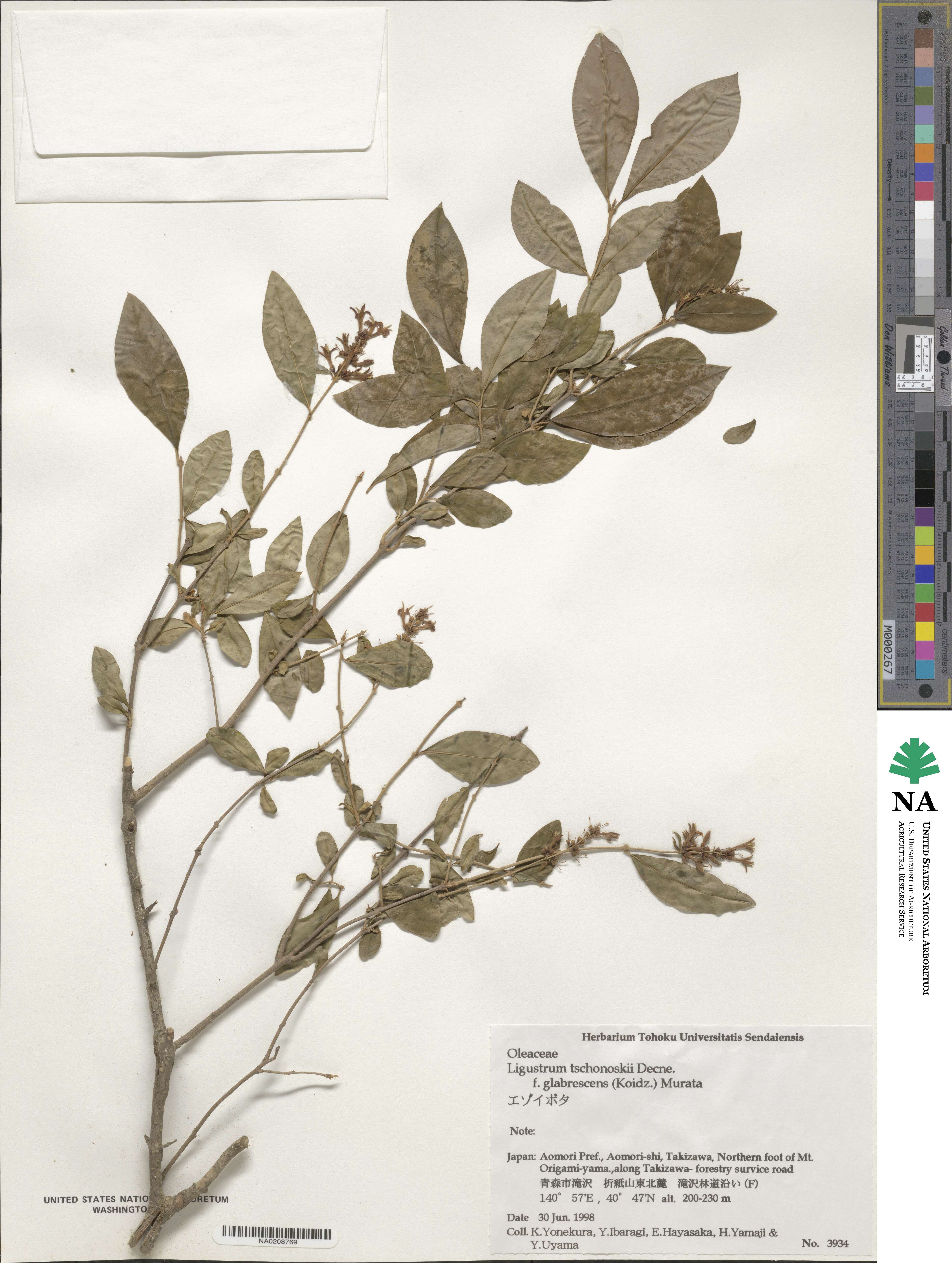 Ligustrum tschonoskii image