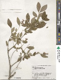 Ligustrum tschonoskii image