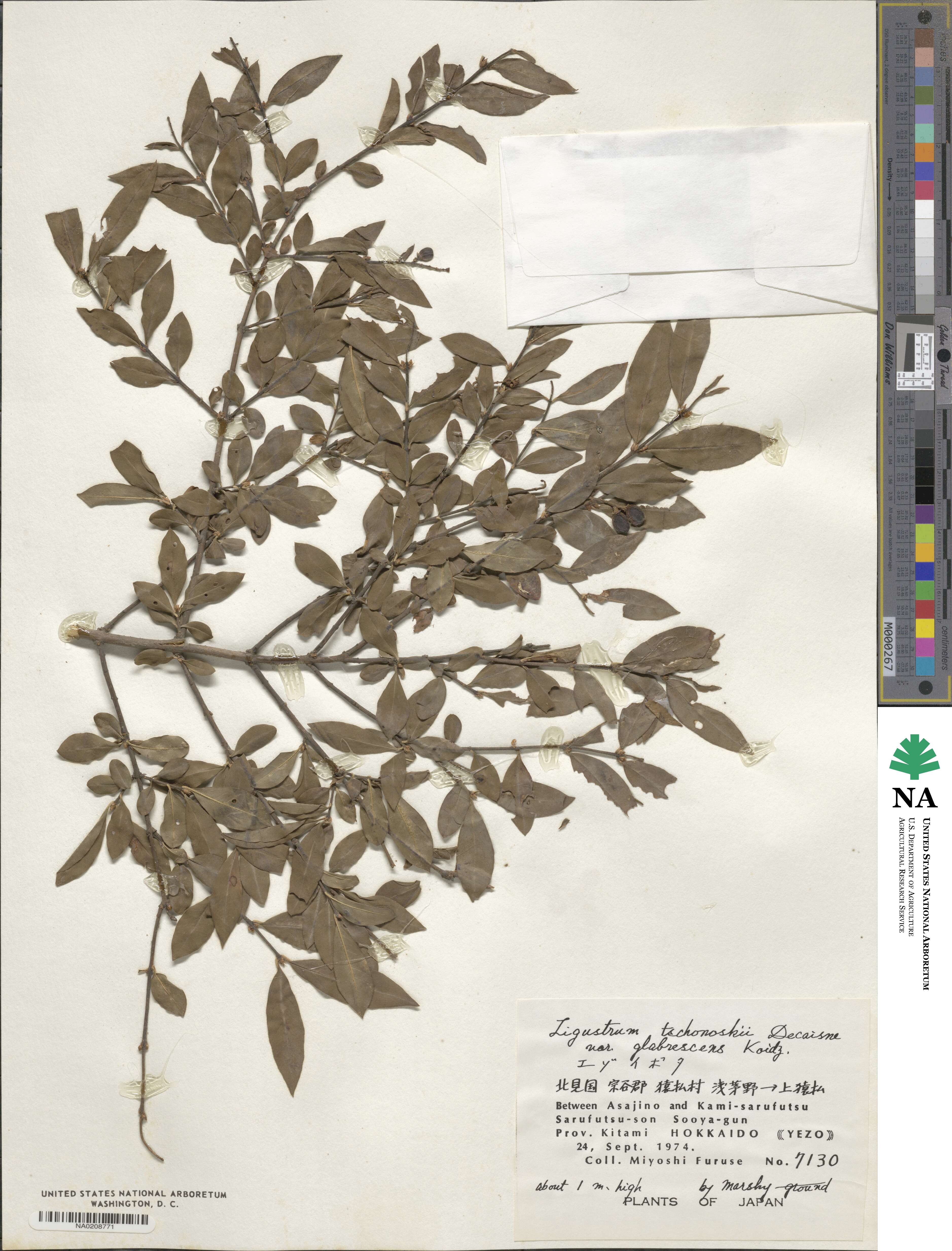 Ligustrum tschonoskii image