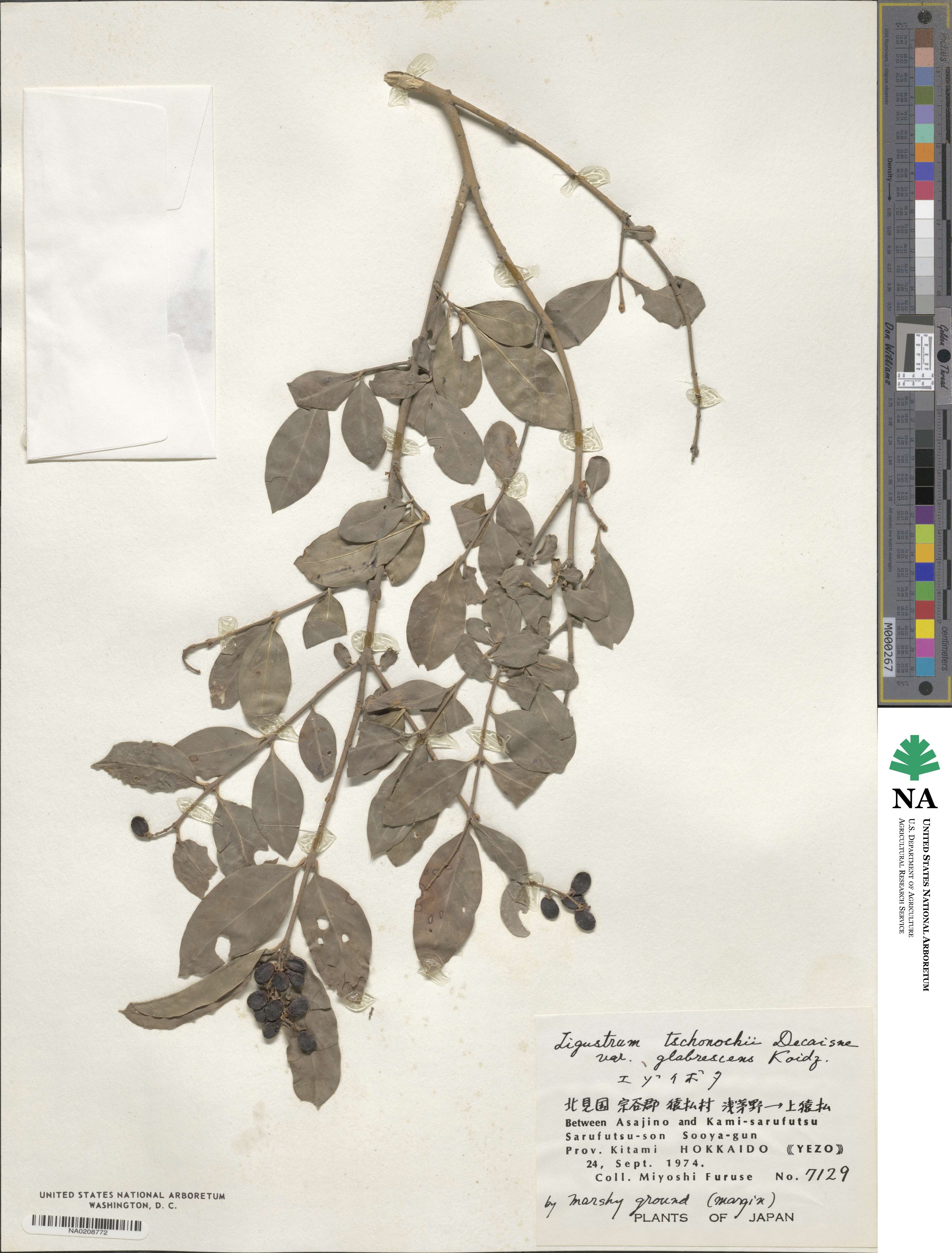 Ligustrum tschonoskii image