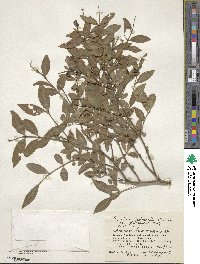 Ligustrum tschonoskii image