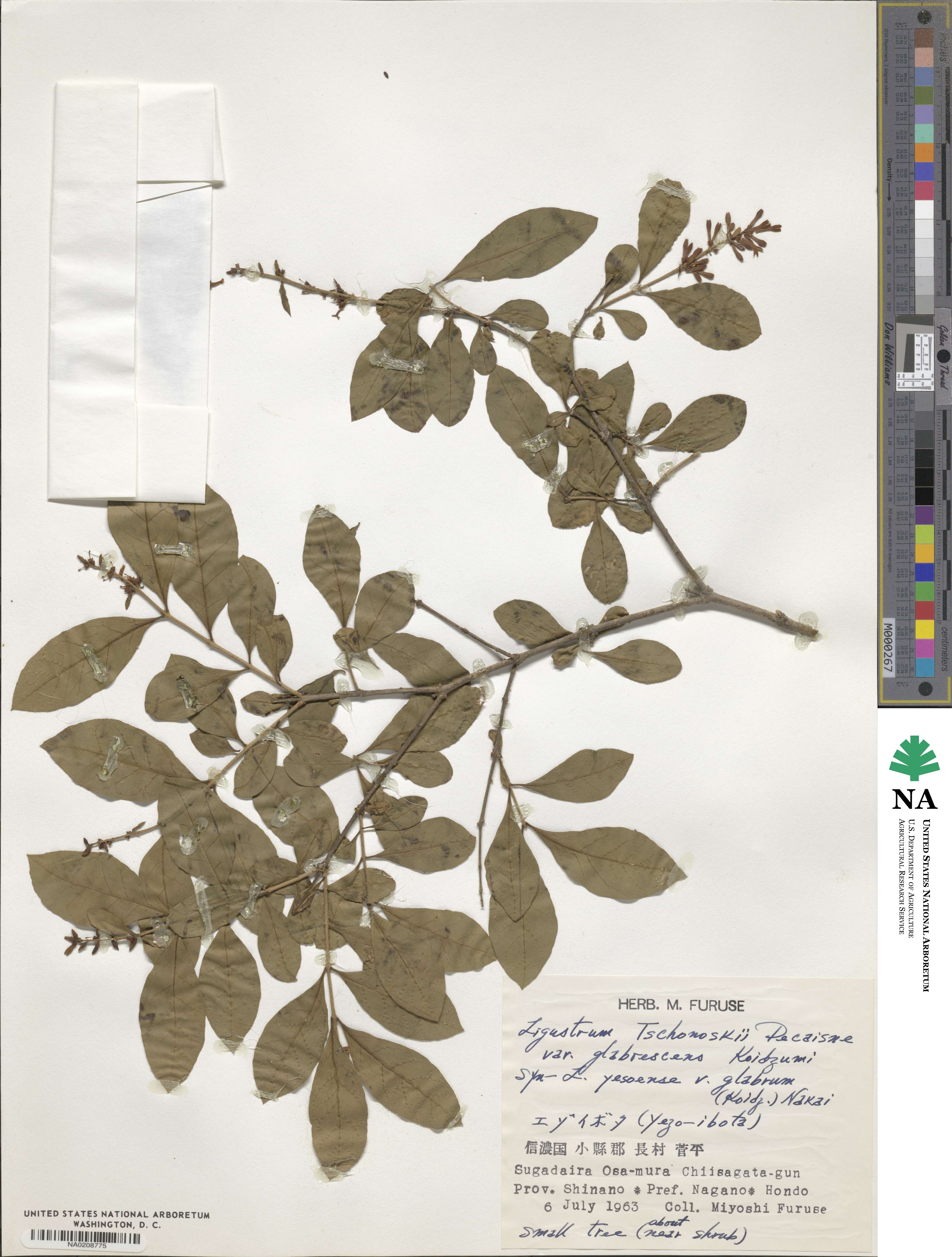 Ligustrum tschonoskii image