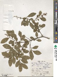 Ligustrum tschonoskii image