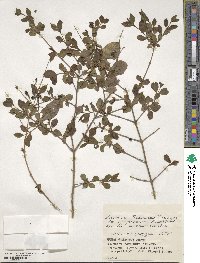 Ligustrum tschonoskii image